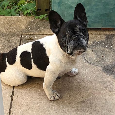 Hoobly french bulldog ny. Things To Know About Hoobly french bulldog ny. 